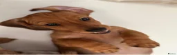 Miniature Dachshund dogs for sale: Beautiful Dapple Litter Born 14th June 2026 - Advert 8