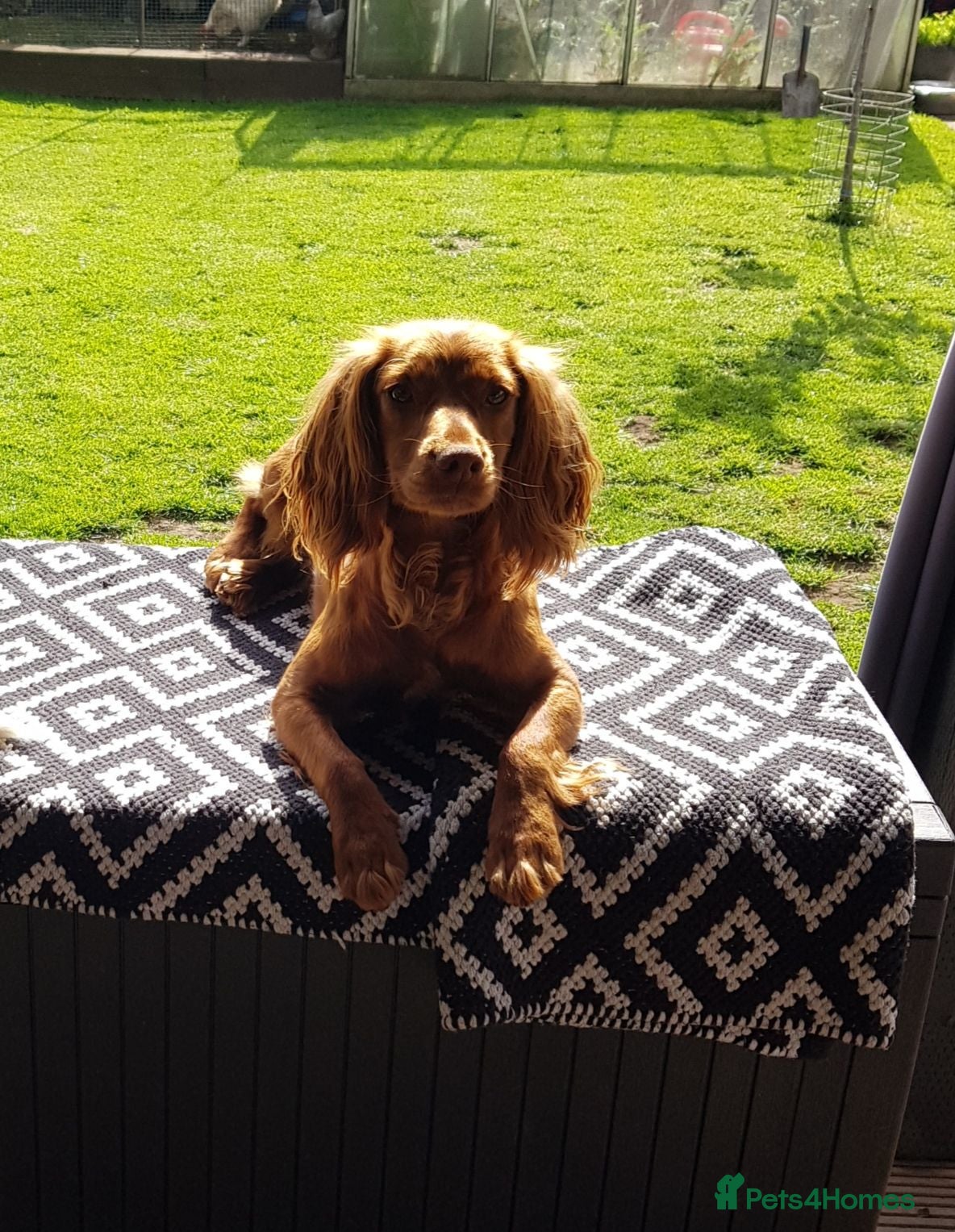 Cocker Spaniel dogs for sale: Cocker Spaniel puppies - Advert 1