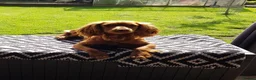 Cocker Spaniel dogs for sale: Cocker Spaniel puppies in Sutton-in-Ashfield - Advert 1