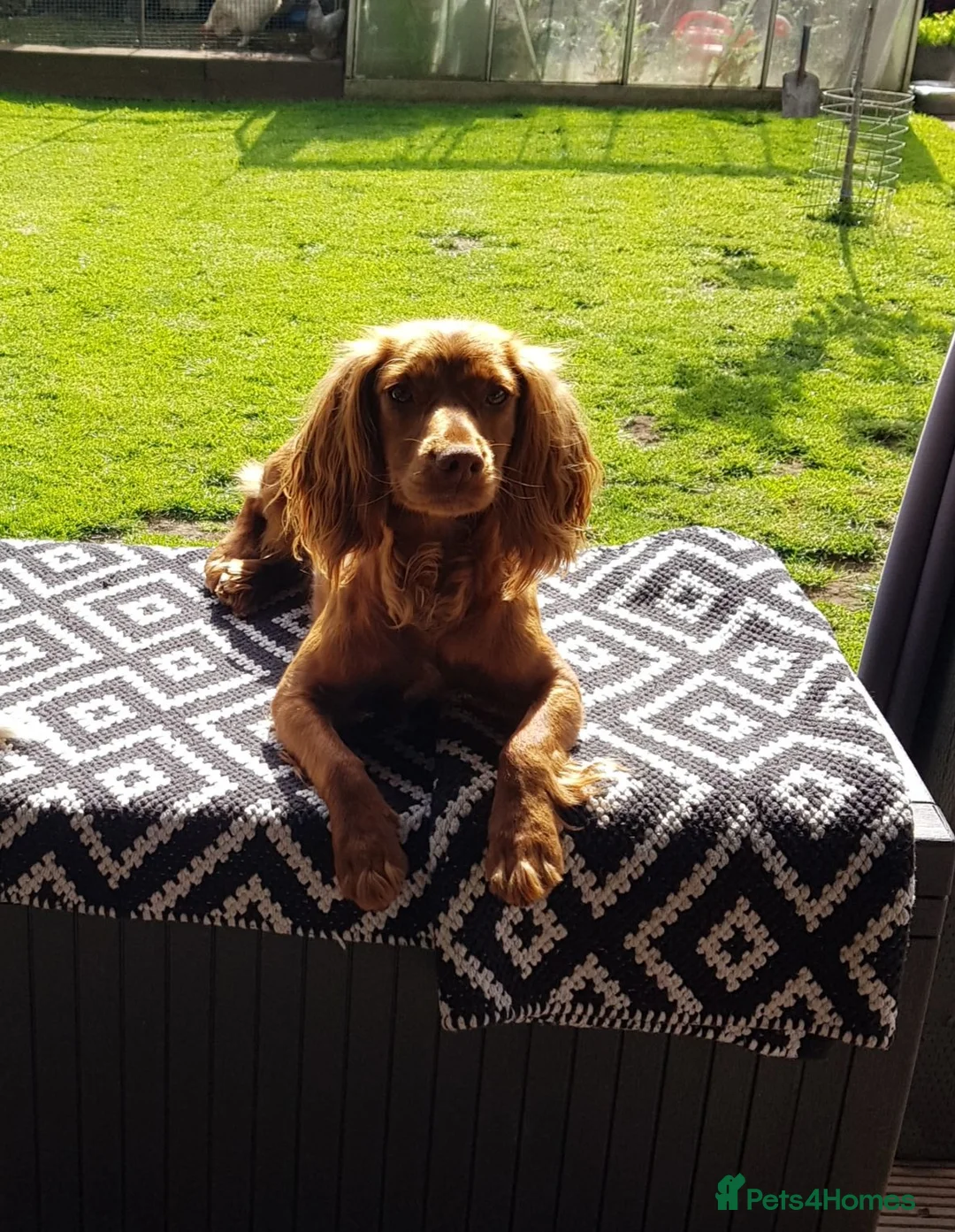 Cocker Spaniel dogs for sale: Cocker Spaniel puppies in Sutton-in-Ashfield - Advert 1