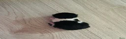 Mixed Breed cats for sale: Four mixed breed kittens in Bedford - Advert 3