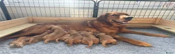 Golden Retriever dogs for sale: KC Red Coat Working Line Golden Retriever Puppies in Bath - Advert 25