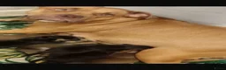 Mixed Breed dogs for sale: American bullweiller puppies for sale  in Braintree - Advert 5