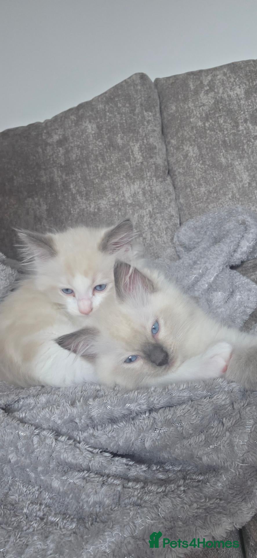 Ragdoll cats  2 Beautiful Ragdoll Boys 🐾 - Advert 1
