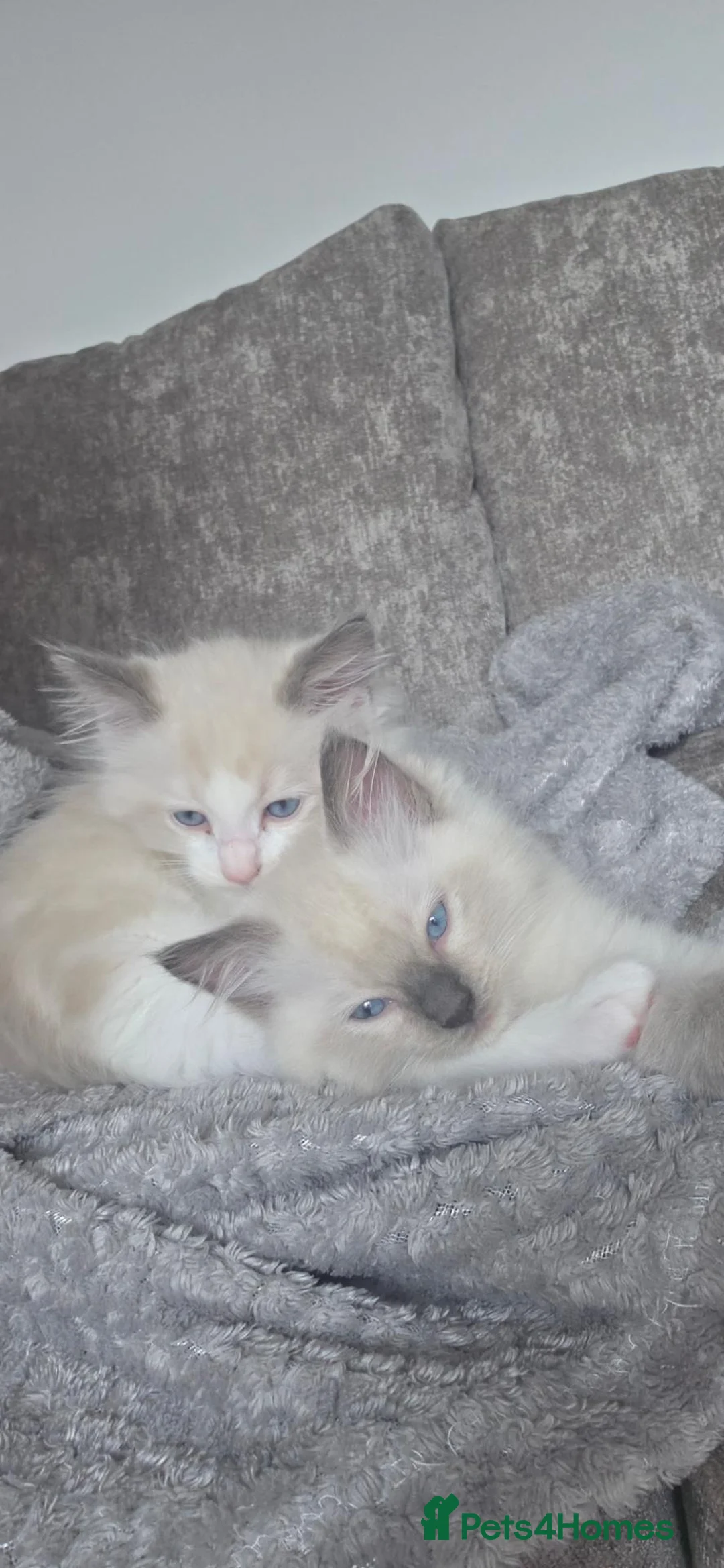 Ragdoll cats for sale:  2 Beautiful Ragdoll Boys 🐾 - Advert 1