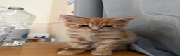 Mixed Breed cats for sale: 1/4 Bengal Fluffy Ginger Male Kitten - Advert 7