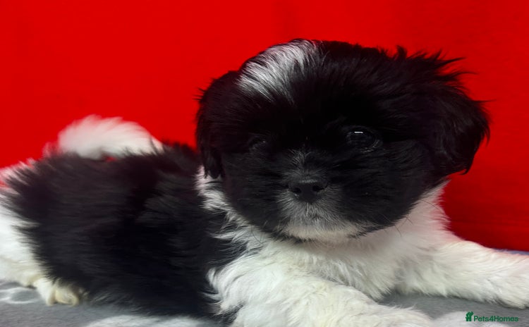 Lhasa Apso dogs in Carluke - Advert 1