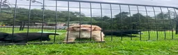 Cocker Spaniel dogs for sale: Outstanding KC Cocker Spaniel Pups legally docked. - Advert 8