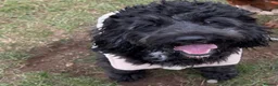Cavapoo dogs for sale: Cavapoo Puppies  - Advert 25