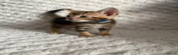 Bengal cats for sale: Bengal Tabby Mixed Breed Kittens - Advert 7