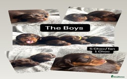 Cocker Spaniel dogs for sale: Extensively Health tested/KC REG Cocker Puppies - Image 10