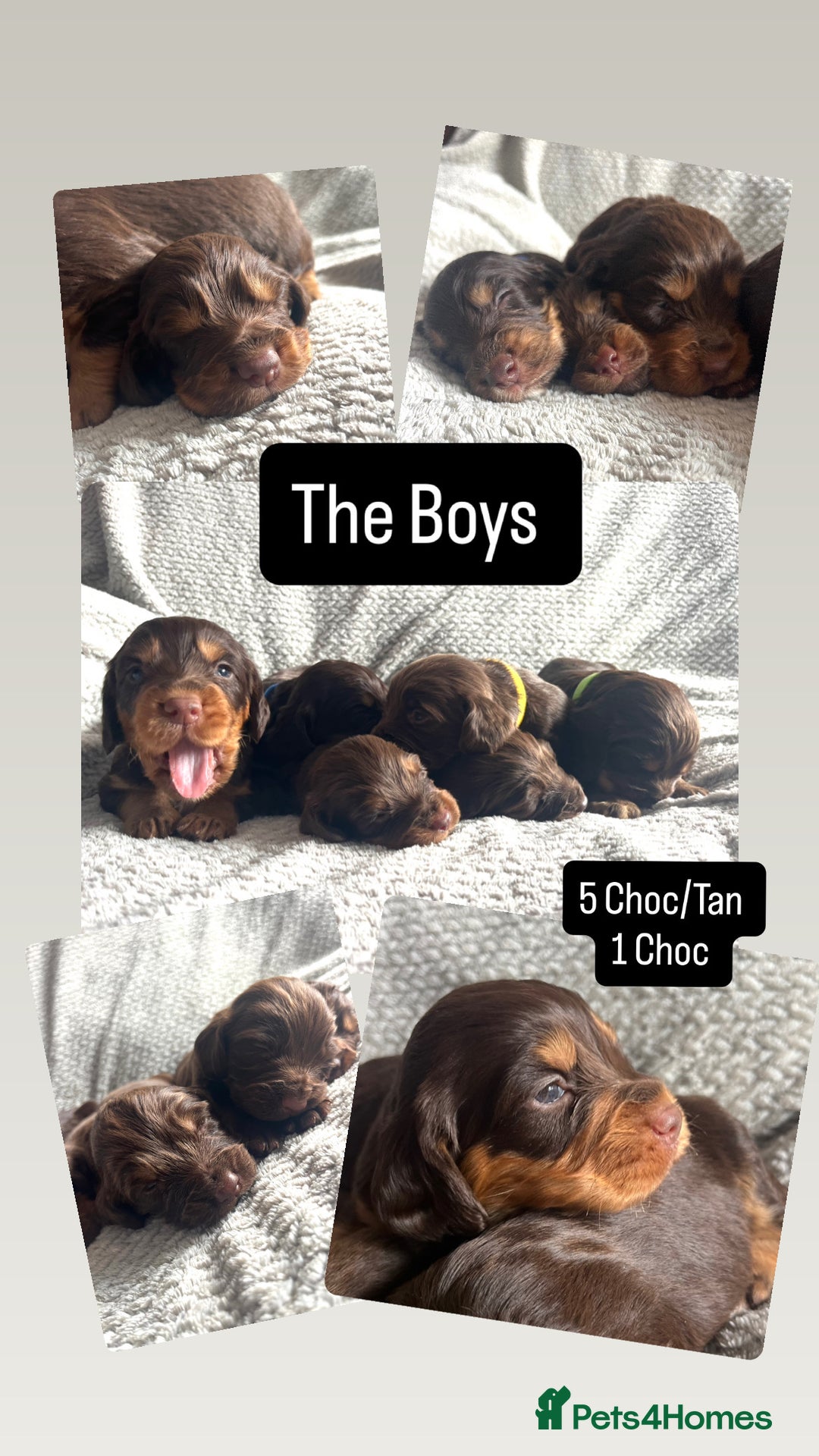 Cocker Spaniel dogs for sale: Extensively Health tested/KC REG Cocker Puppies - Image 10