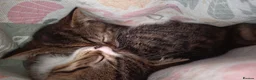 Mixed Breed cats for sale: 2 bundles of fun and furryness in Andover - Advert 3