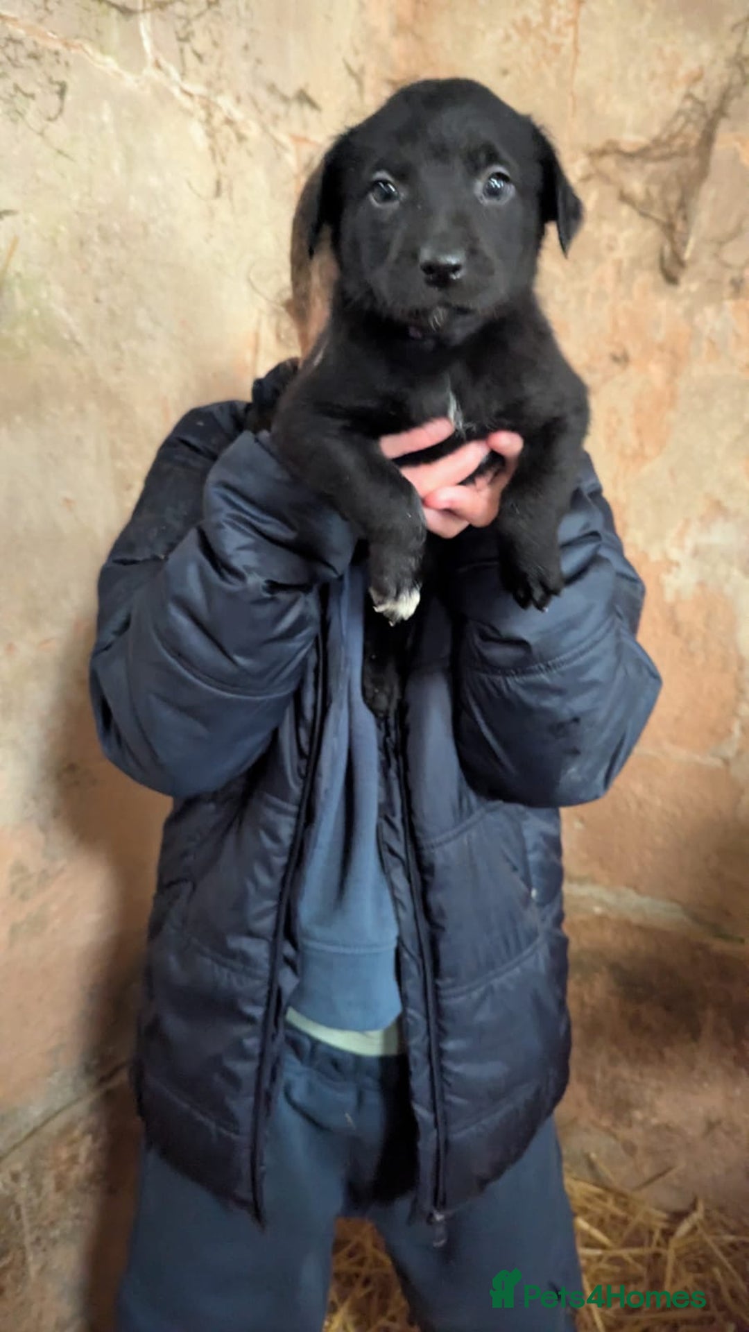 Borador dogs for sale: Borador puppies  - Advert 7