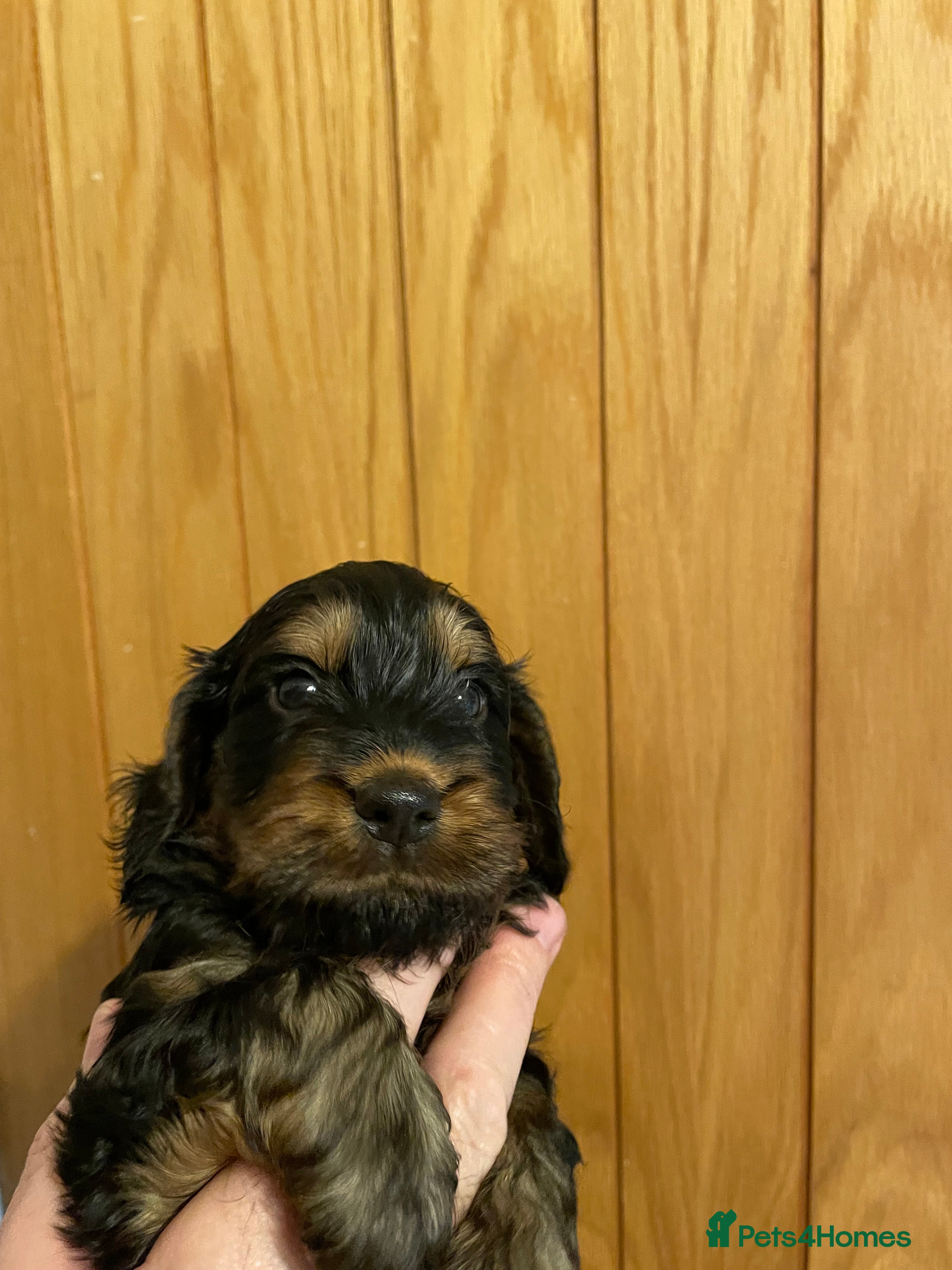 Cockapoo dogs Cockapoo Pups  F1b - Advert 3