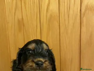 Cockapoo dogs Cockapoo Pups F1b - Advert 3