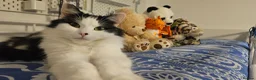 Mixed Breed cats for sale: 2 Gorgeous Fluffy Kittens (1 male 1 female) in Hook - Advert 3