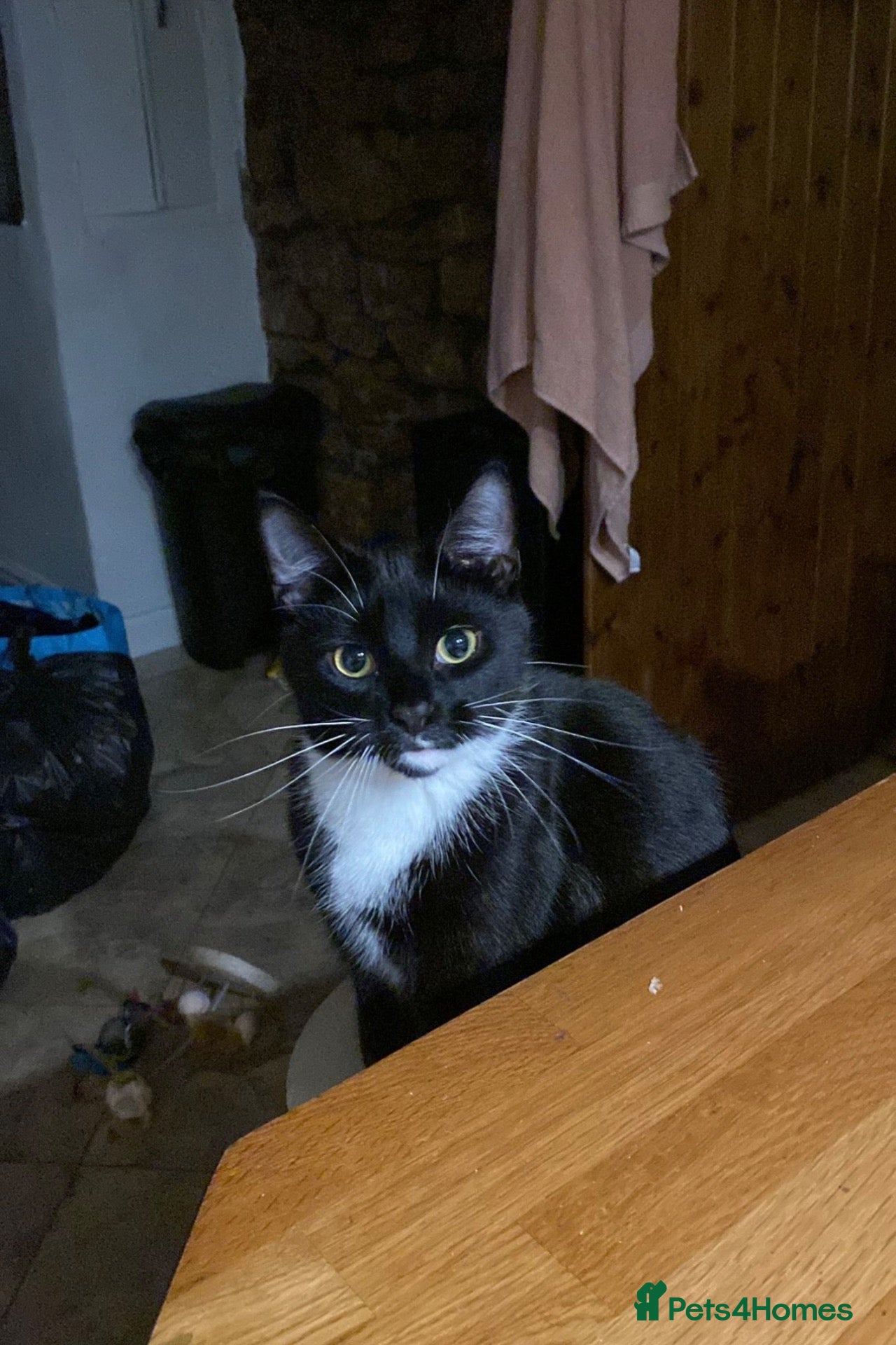 British Shorthair cats Tuxedo male - Advert 2