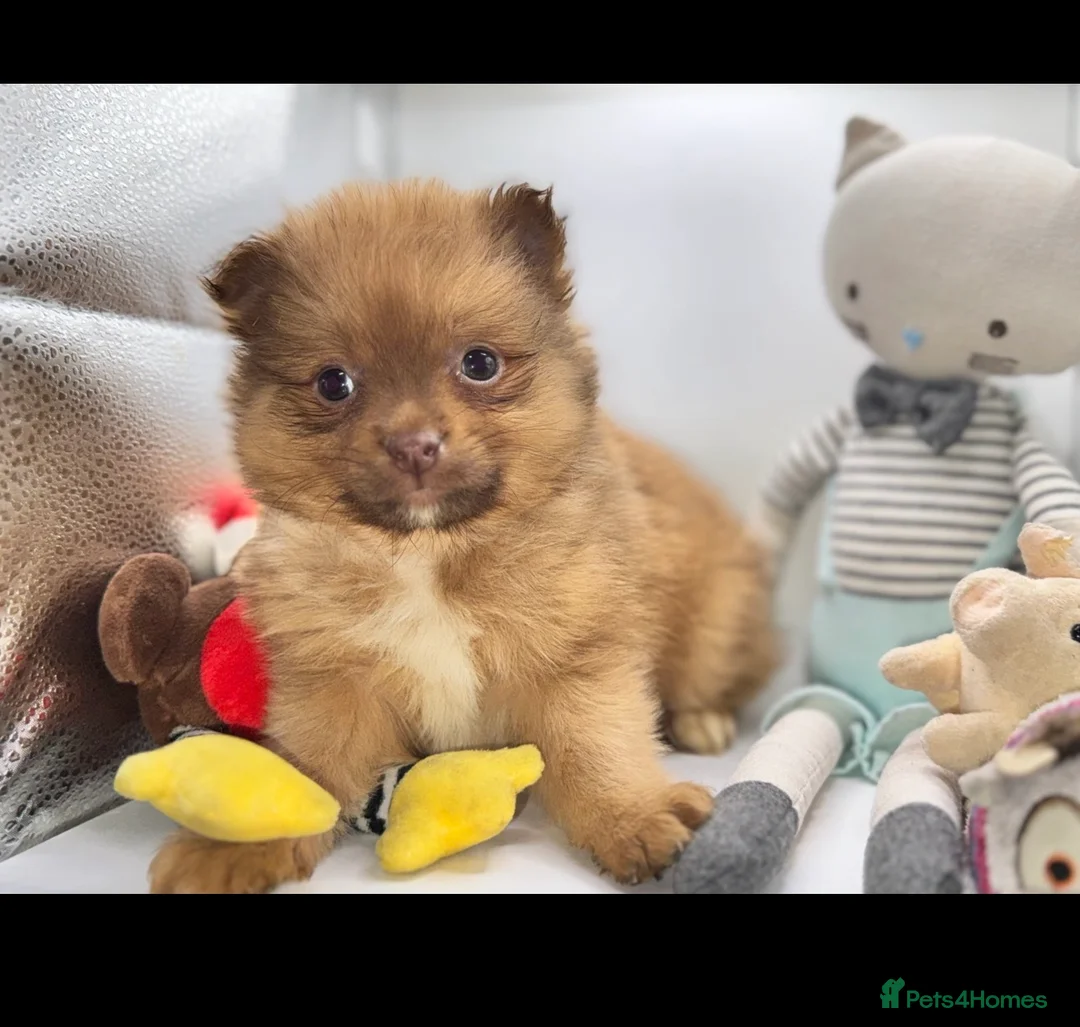 Pomeranian dogs for sale: ✨🐶One BOY Adorable Pomeranian Puppy 🐶✨ - Advert 11