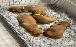 Cocker Spaniel dogs for sale: Cocker Spaniel puppies (ready 18/7/25) - Image 11