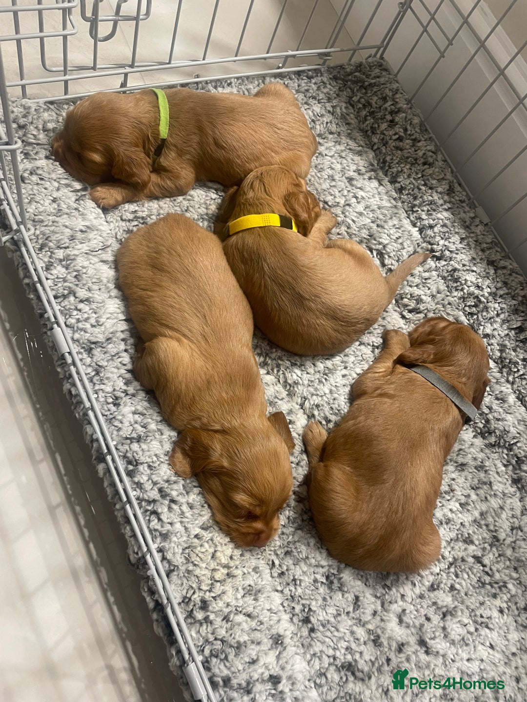 Cocker Spaniel dogs for sale: Cocker Spaniel puppies (ready 18/7/25) - Image 11