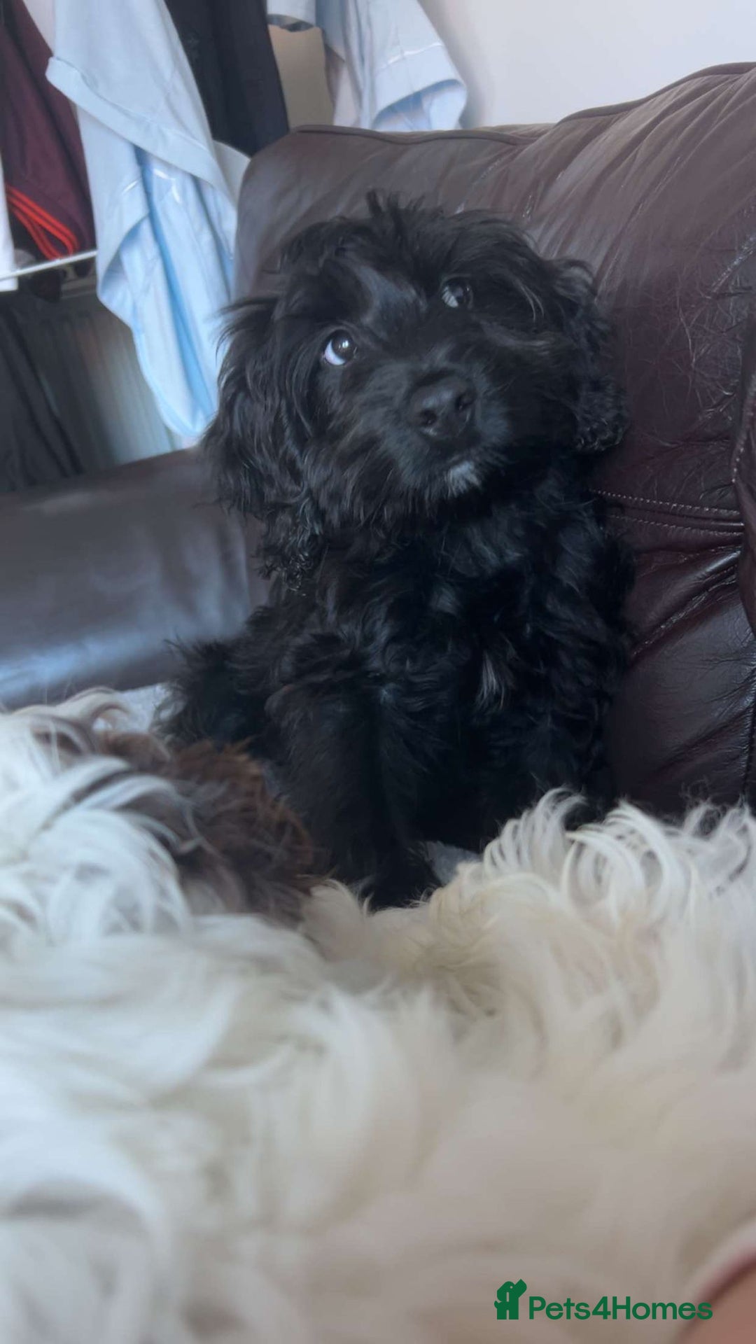 Cockapoo dogs for sale: Cockapoo boy age 6 months  - Advert 2