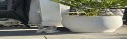 American Shorthair cats for sale: Lovely and gorgeous kittens!❤️🥰 - Advert 14