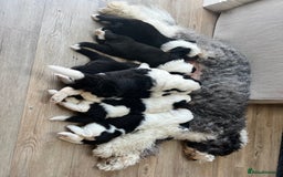 Sheepadoodle dogs for sale: Sheepadoodle Puppies -4 Female, 3 Male - Image 2