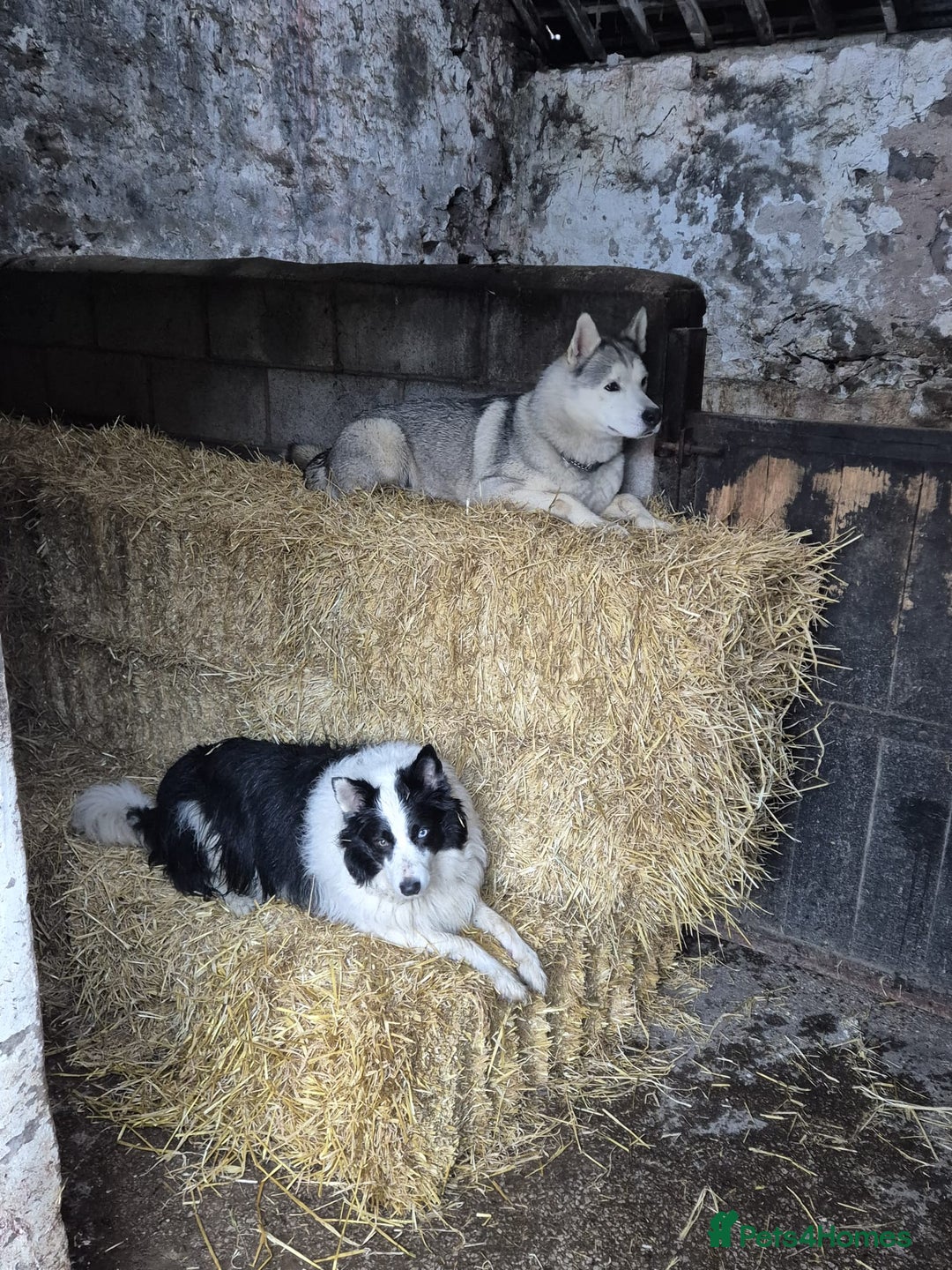 Siberian Husky dogs for sale: Circumstances Forces Sad Sale - Advert 1