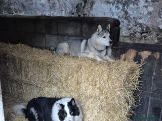 Siberian Husky dogs Circumstances Forces Sad Sale - Advert 9