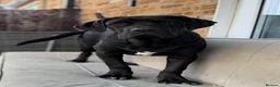 Cane Corso dogs for sale: Beautiful Black Cane Corso Male – 6 Months Old - Advert 8
