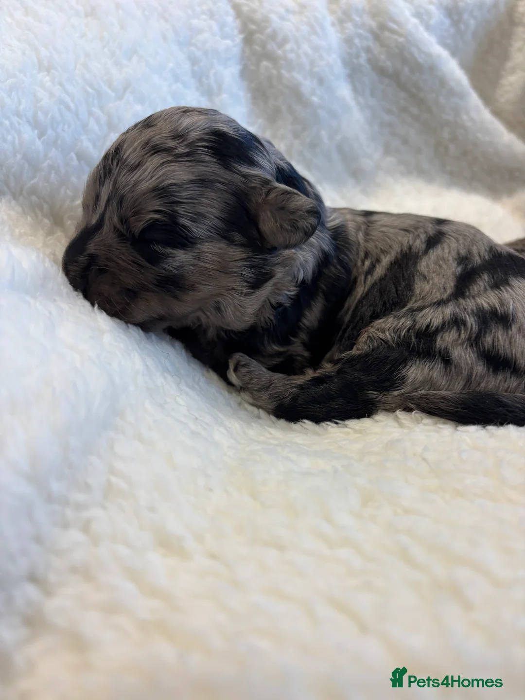 Maltipoo dogs for sale: 💎 Adorable Maltipoo Puppies ❤️ - Advert 26