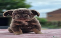French Bulldog dogs for sale: Fluffy french bulldogs carrying Pink - Image 19