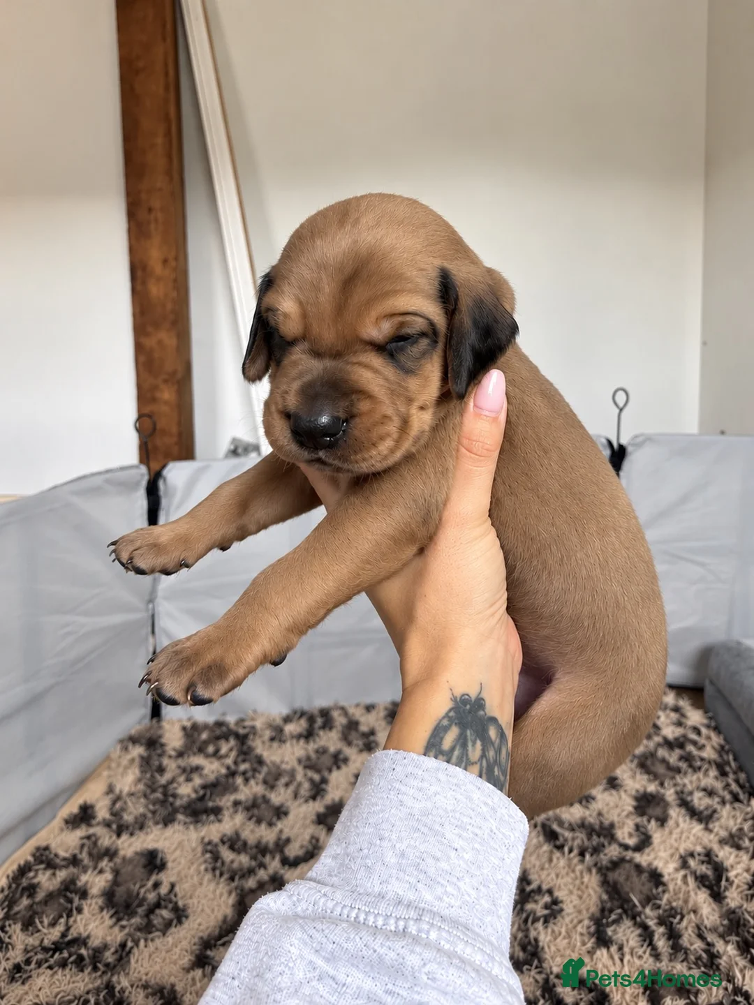 Mixed Breed dogs for sale: Irish setter cross Doberman puppies - Advert 36