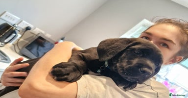 Cane Corso dogs - Advert 4