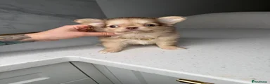 Chihuahua 3