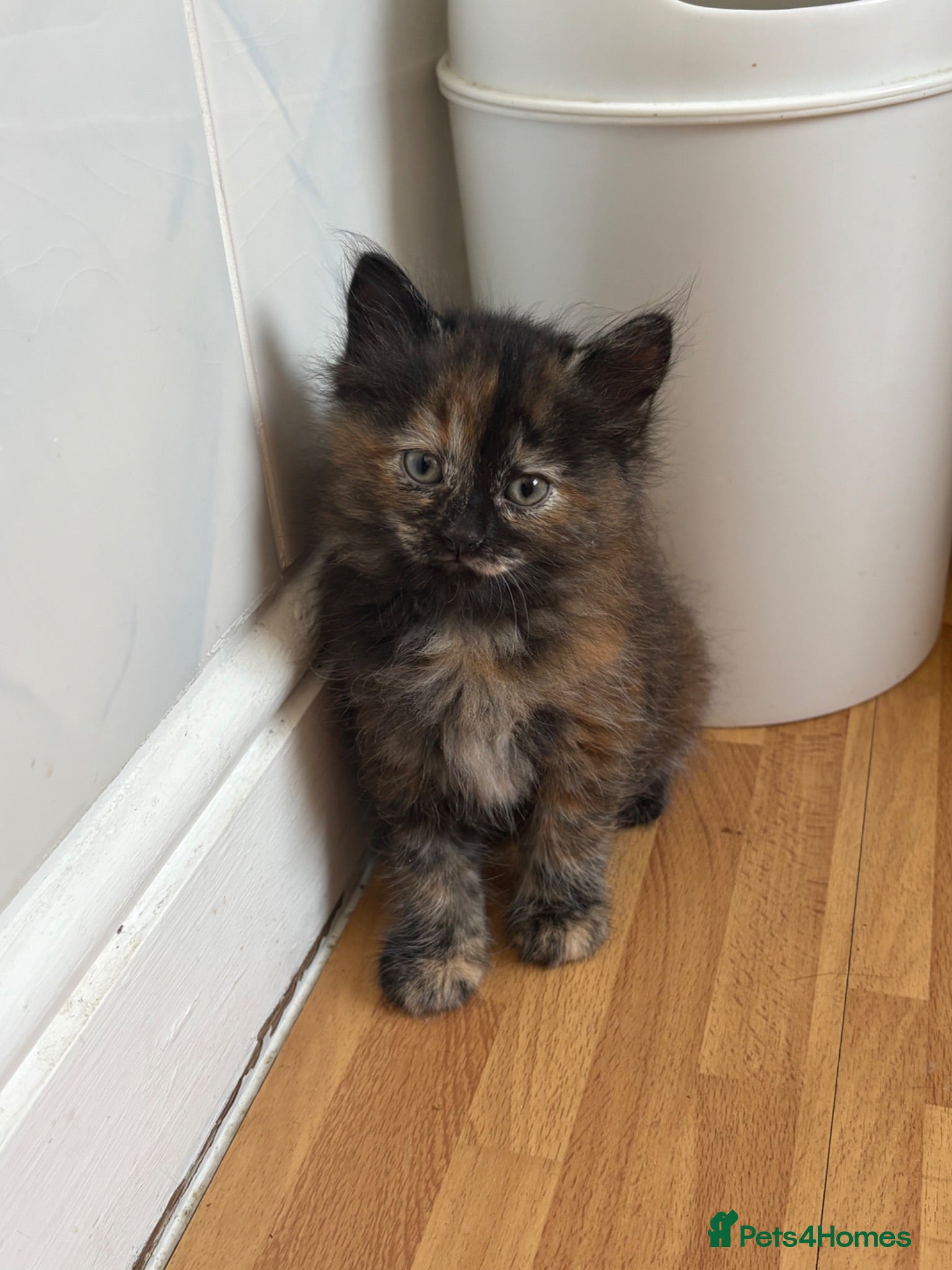 Mixed Breed cats Beautiful kittens looking for their forever homes - Advert 5