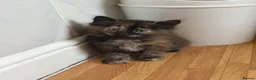 Mixed Breed cats for sale: Beautiful kittens looking for their forever homes - Advert 1