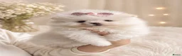 Pomeranian dogs for sale: Pomeranian white girl  - Advert 4