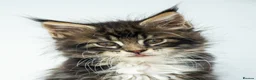 Maine Coon cats for sale: Stunning Maine Coon Kittens – Ready Now - Advert 10