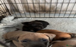 Staffordshire Bull Terrier dogs for sale: 1 puppy left Outstanding dual breeding  - Image 19