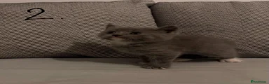 British Shorthair 2