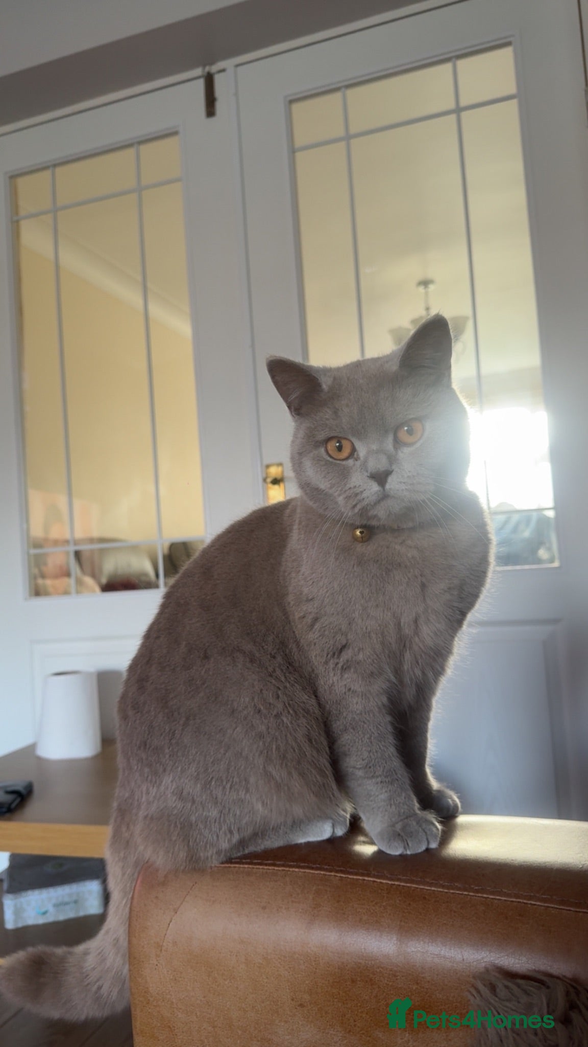 Domestic Shorthair cats British short hair cross kittens 🐾 - Advert 13