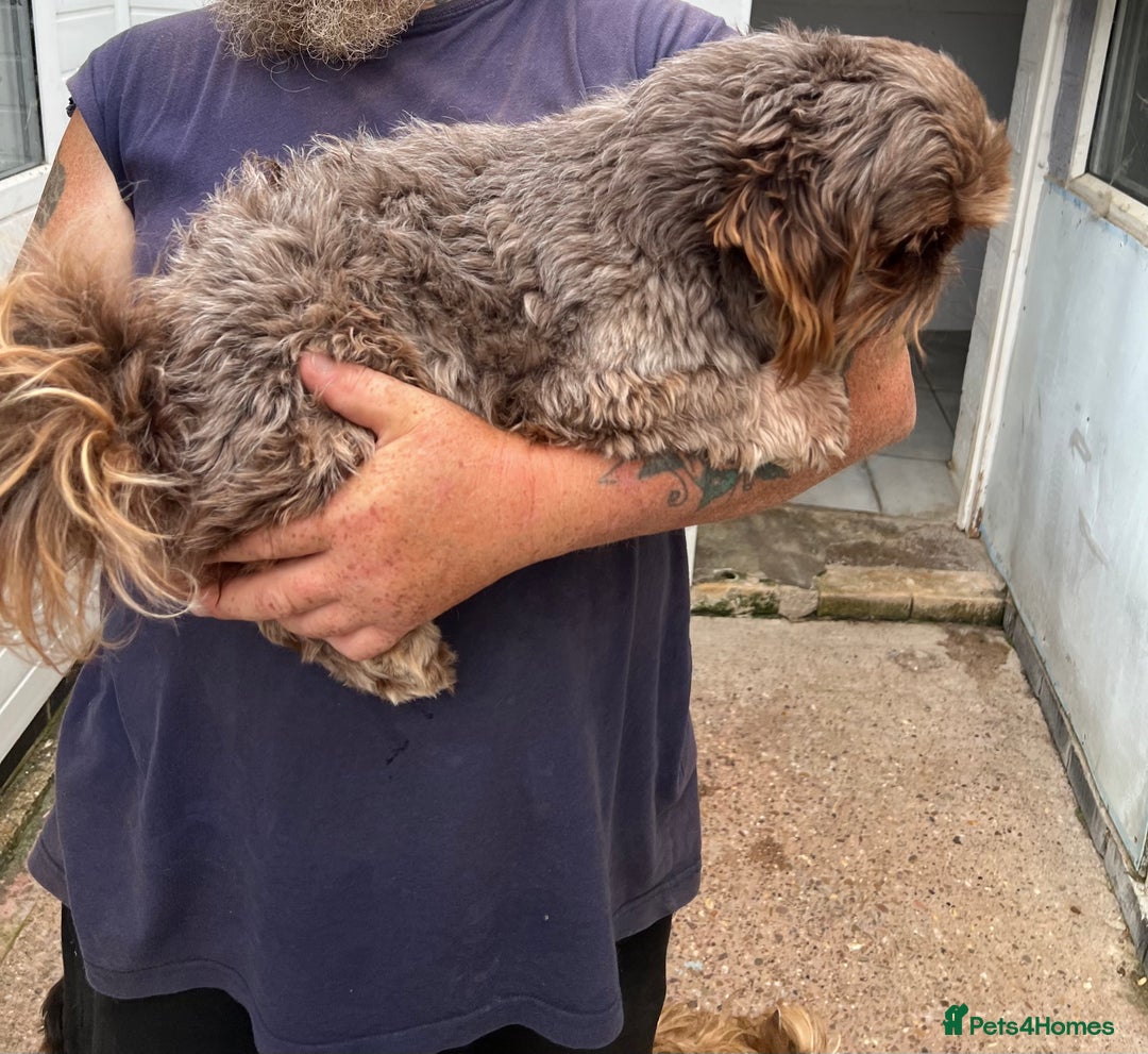 Shih Tzu dogs for sale: Imperial shih tzu - Image 2