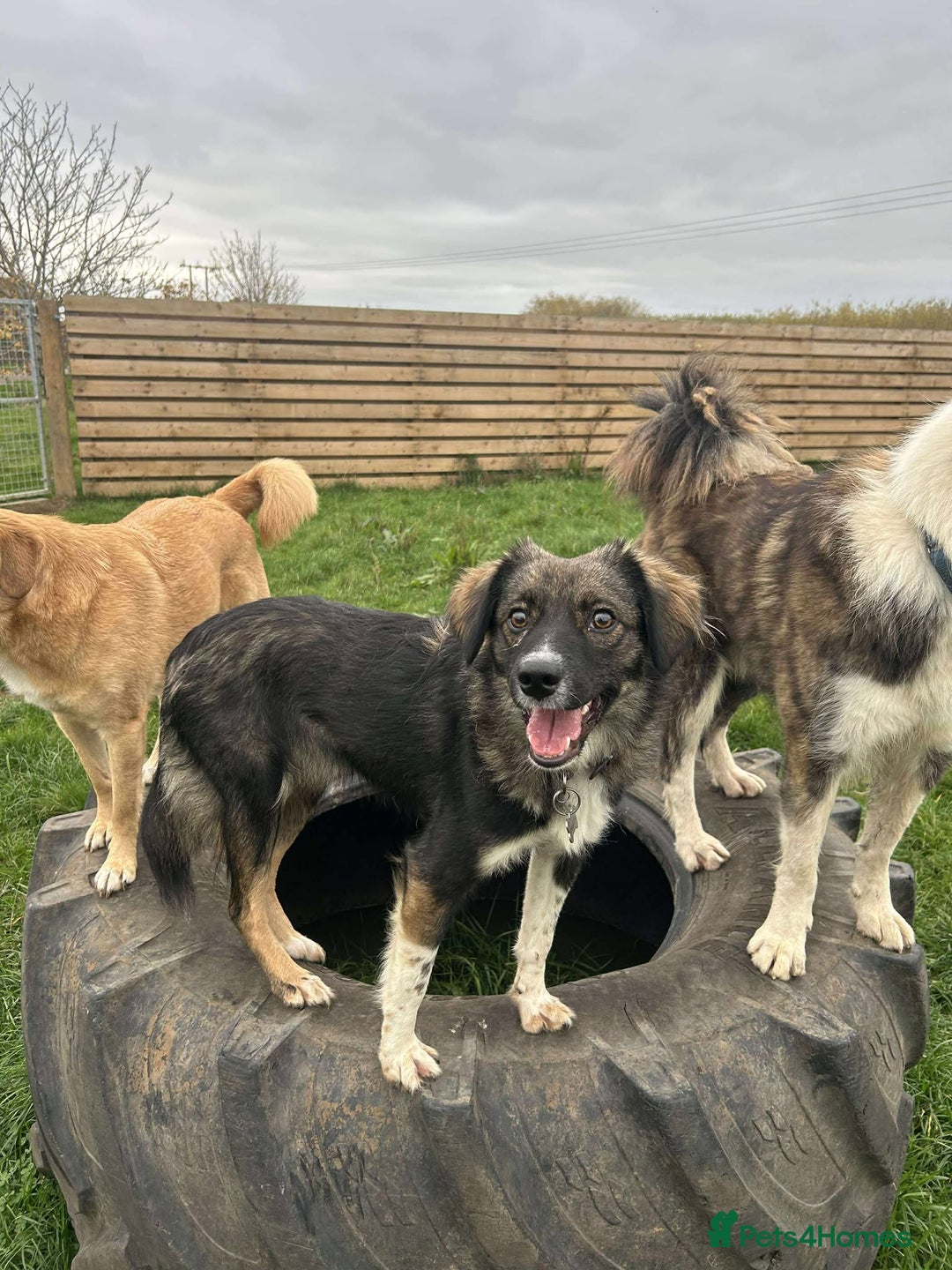 Mixed Breed dogs for adoption: MABEL - Image 13