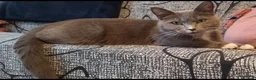 Russian Blue cats for sale: Kittens for sale - Advert 17