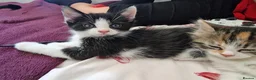 Mixed Breed cats for sale: 4 gorgeous kitten looking for their forever home - Advert 31