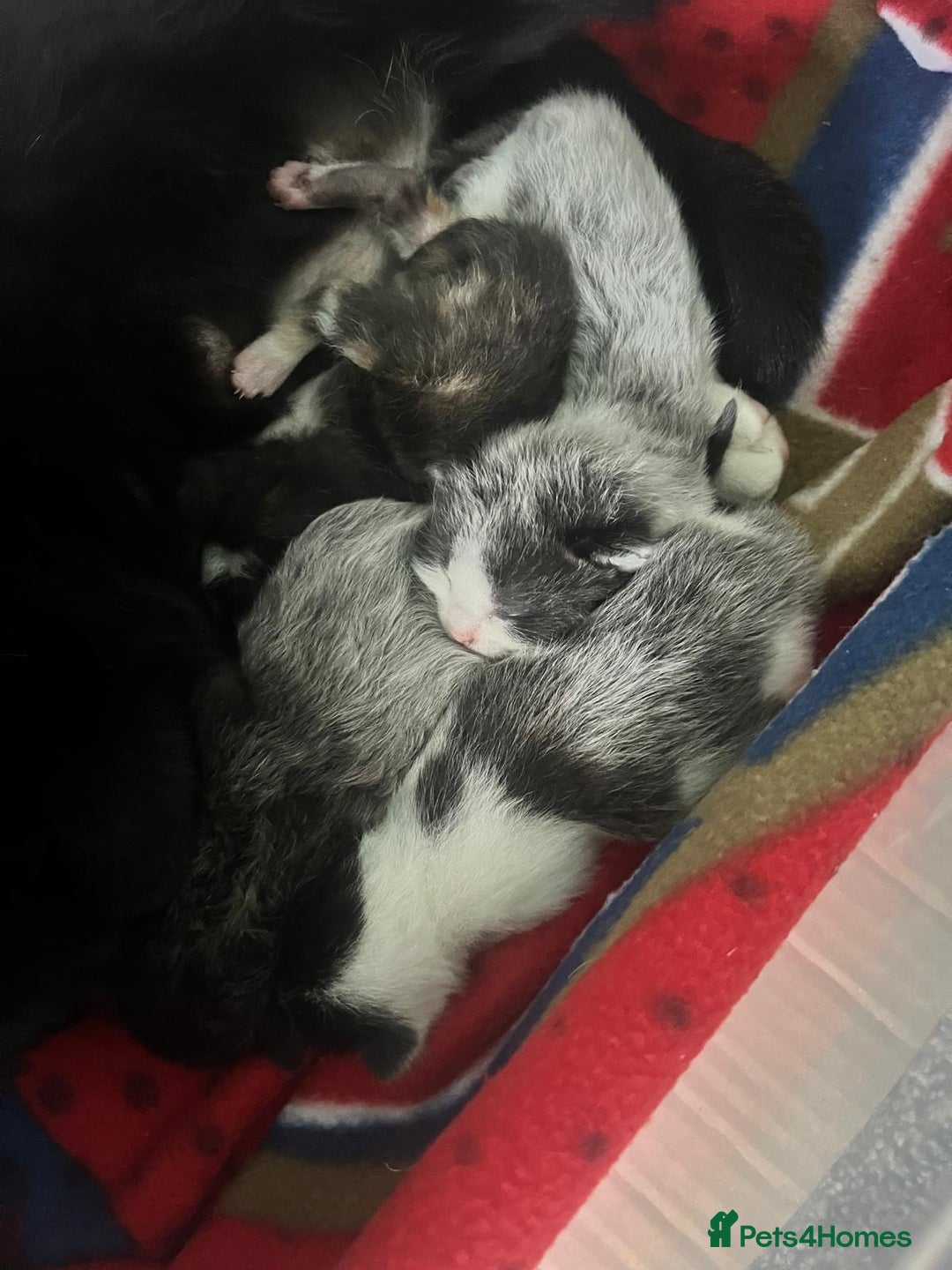 Mixed Breed cats for sale: 3 unusual colored kittens  - Image 1