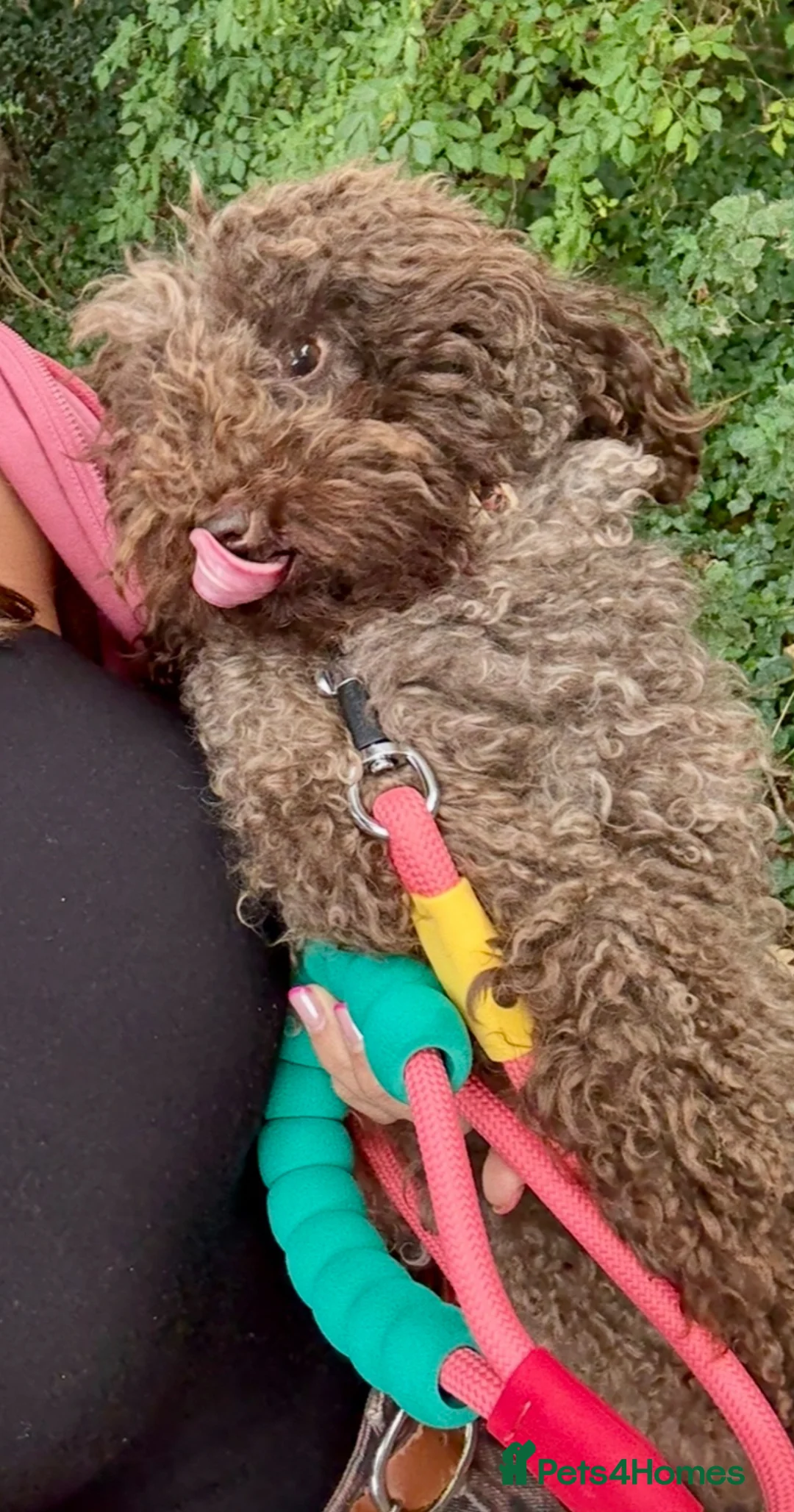 Maltipoo dogs for sale: Beautiful chocolate maltipoo girl  - Advert 4