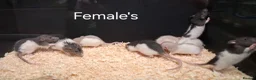 Rat rodents for sale: Baby Dumbo Rat's  - Advert 9
